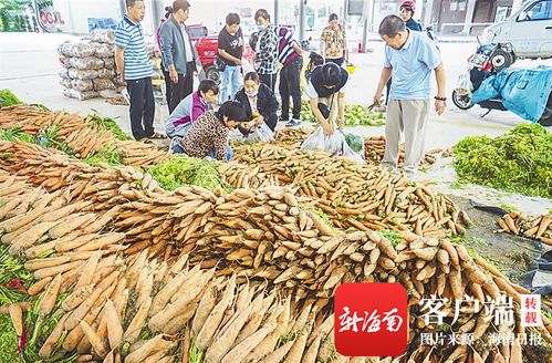 三亞農投公益性批發(fā)市場 架起“菜園子”直通“菜籃子”的惠民橋